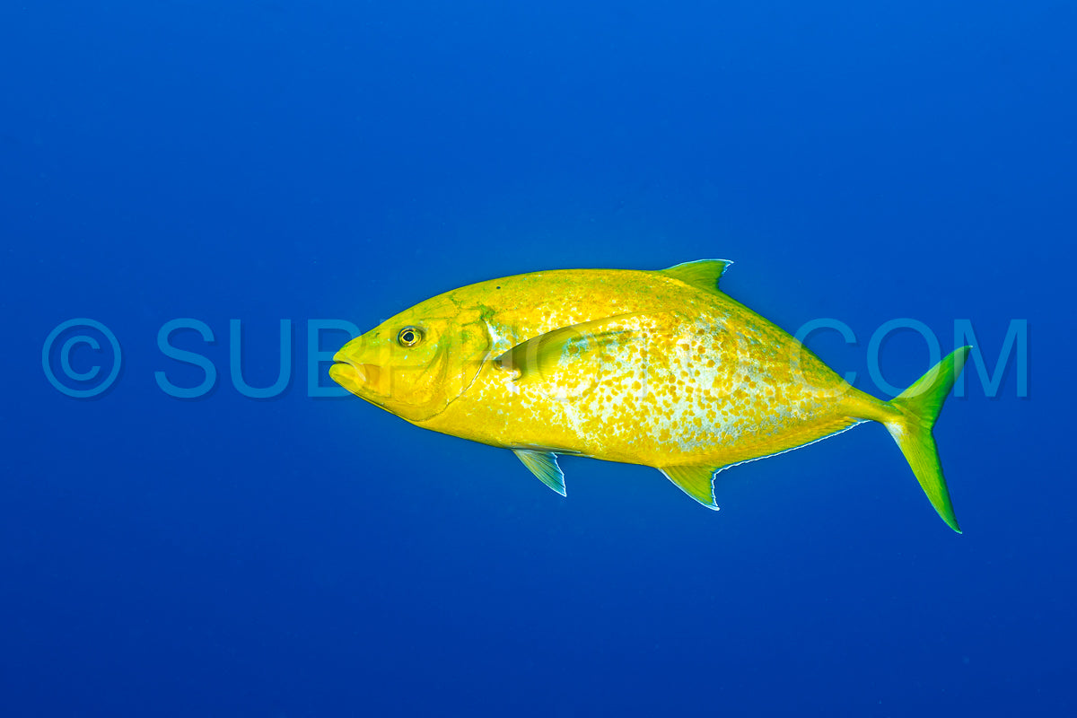 Photo de Carangue à taches orange