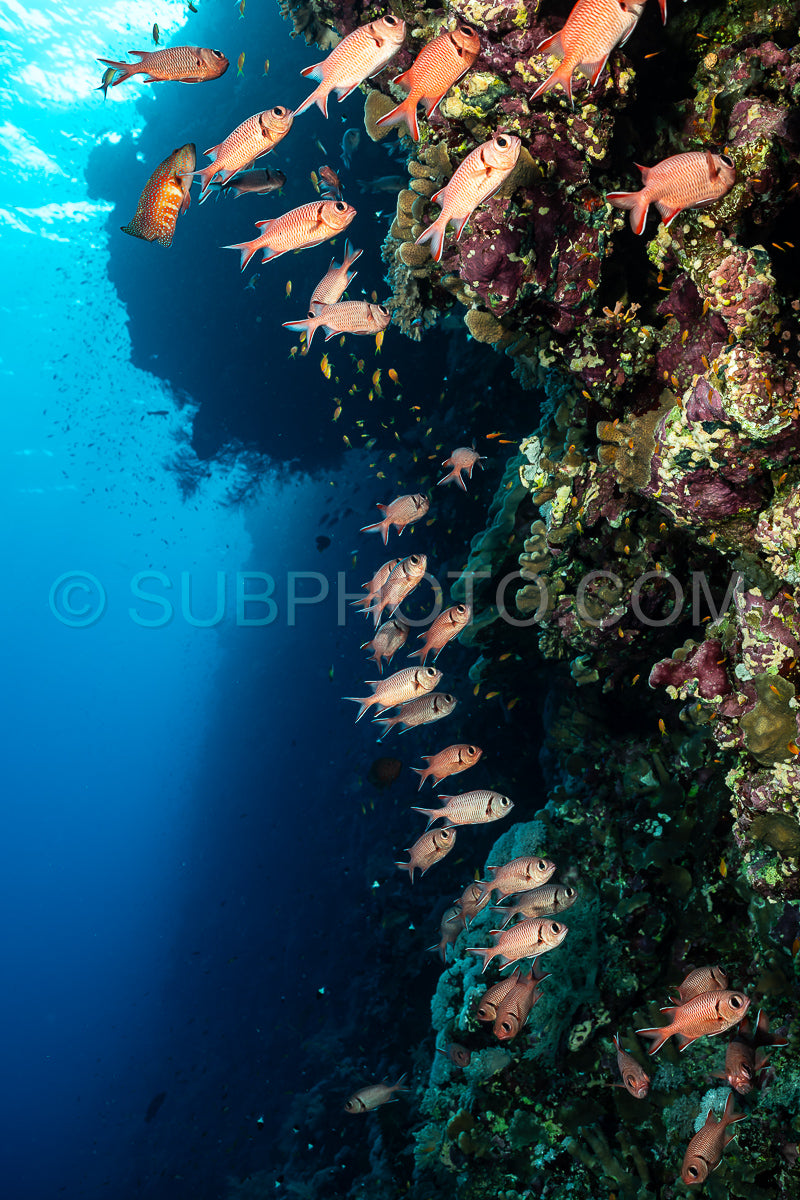 school of crimson soldierfish