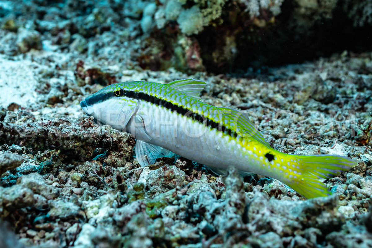 Photo de Chèvre de la mer Rouge