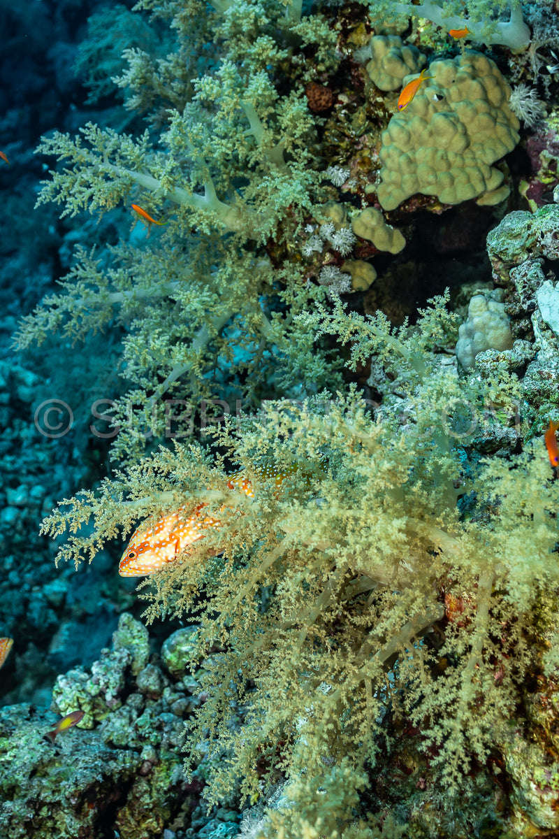 Coral grouper patroling its territory in the Red Sea