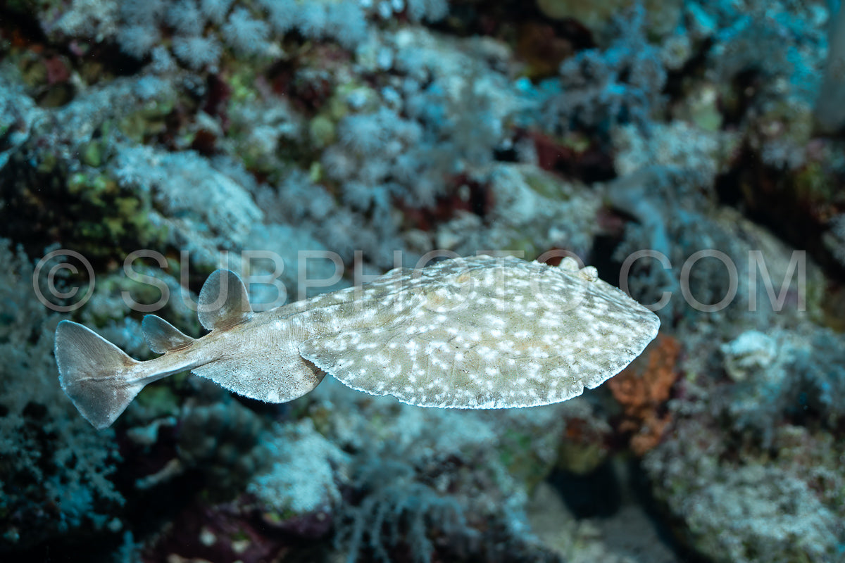 Photo de Torpille Léopard en mer Rouge