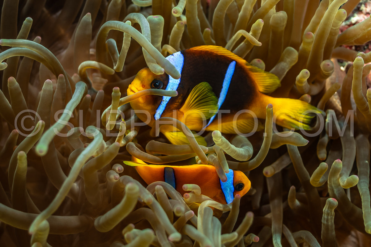 Red Sea clownfosih or two-banded anemonefish
