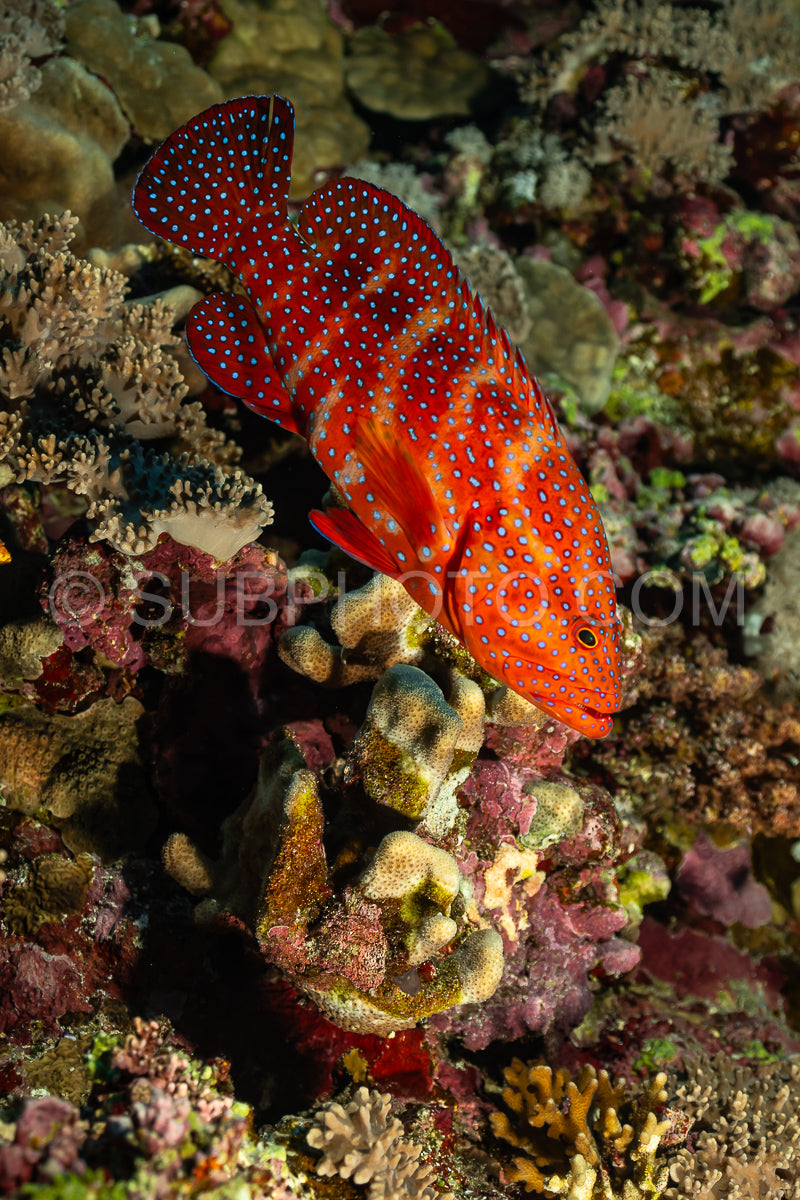 Coral grouper patroling its territory in the Red Sea