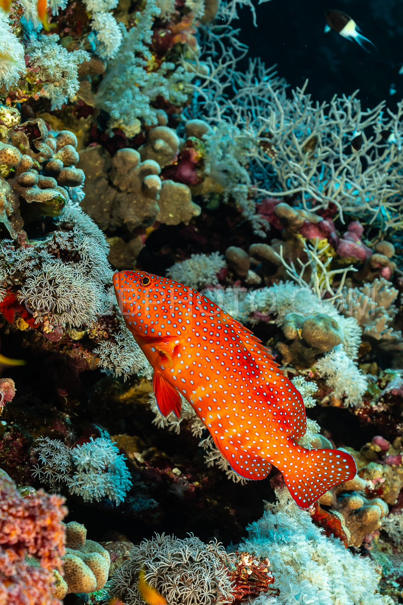 Coral grouper patroling its territory in the Red Sea