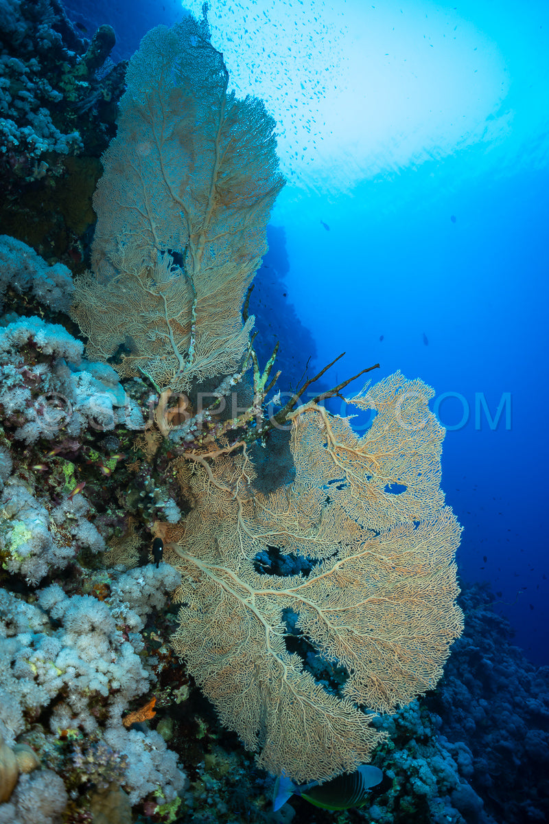 Hickson gorgonia in the Red Sea