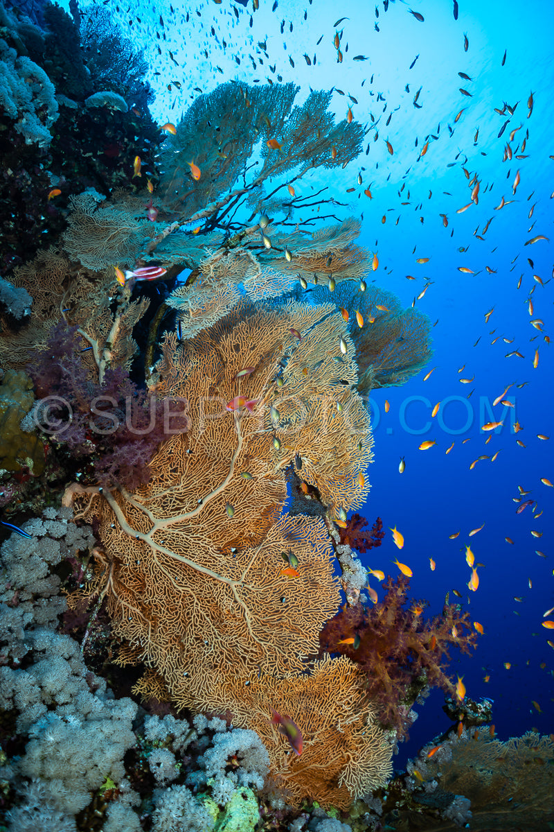 Hickson gorgonia in the Red Sea