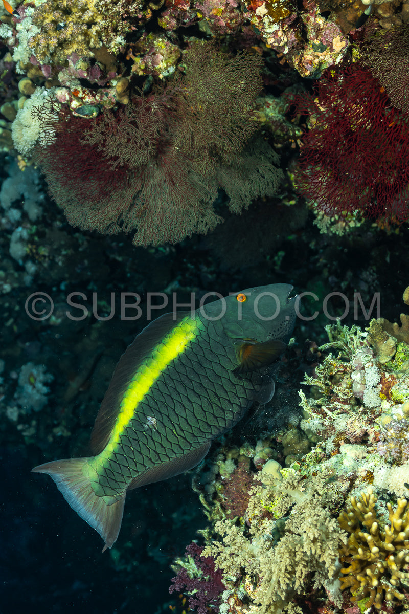 Sparisoma parrotfish