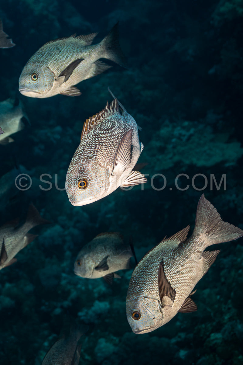 Photo de Banc de vivaneaux de minuit