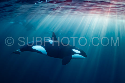 orcas or killer whales in Kvænangen fjord in Norway hunting for herrings