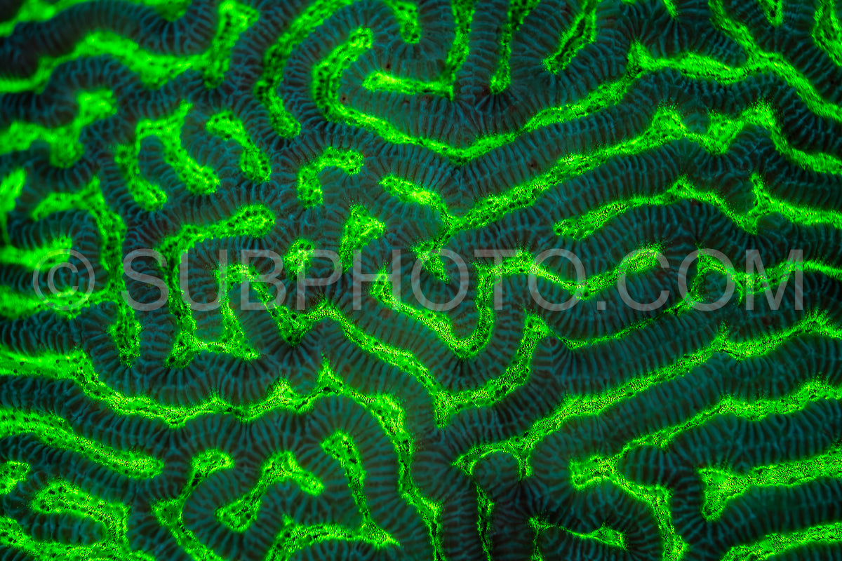A close-up view of coral in the Red Sea- illuminated with UV light- reveals its bright green fluorescence.