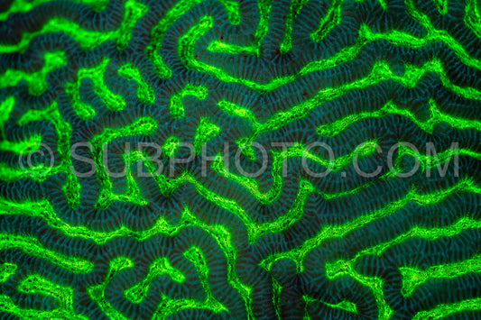 A close-up view of coral in the Red Sea- illuminated with UV light- reveals its bright green fluorescence.