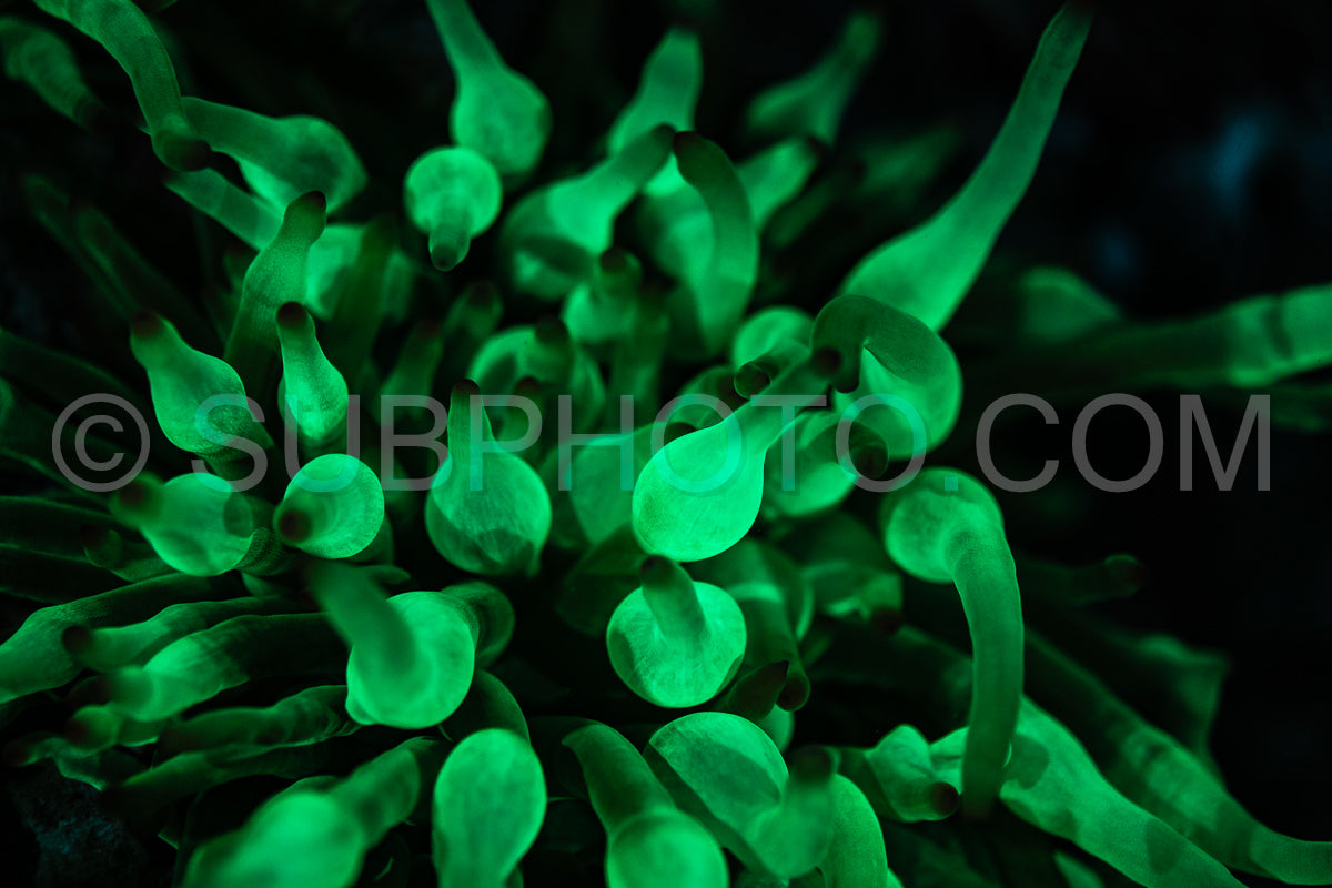 A close-up image of coral in the Red Sea illuminated by UV light- showcasing the vibrant green fluorescence of the coral polyps.