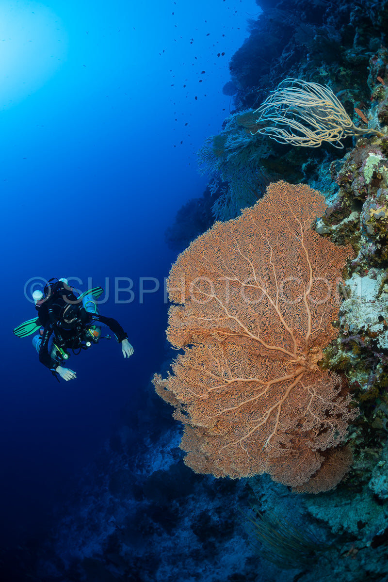 A diver with a rebreather is swimming along a wall of coral reef in the Red Sea. The diver is wearing scuba gear and is looking up at the surface. There is a large fan coral growing on the reef wall.