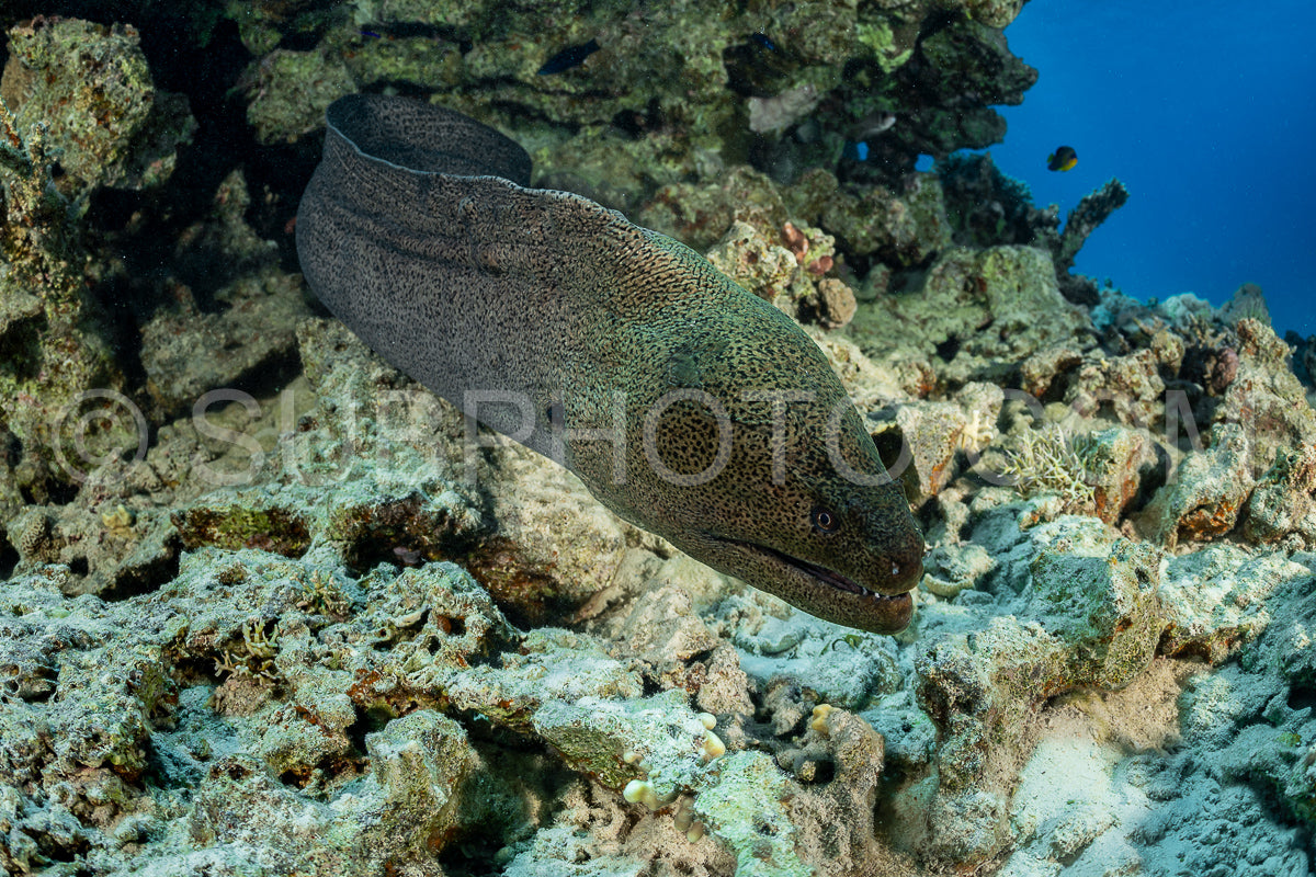 A large moray eel swims in the coral reef. The eel is brown with a speckled pattern and its mouth is open slightly- revealing its sharp teeth.