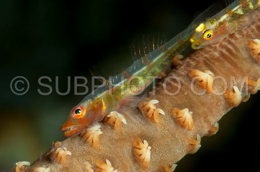large whip goby on coral