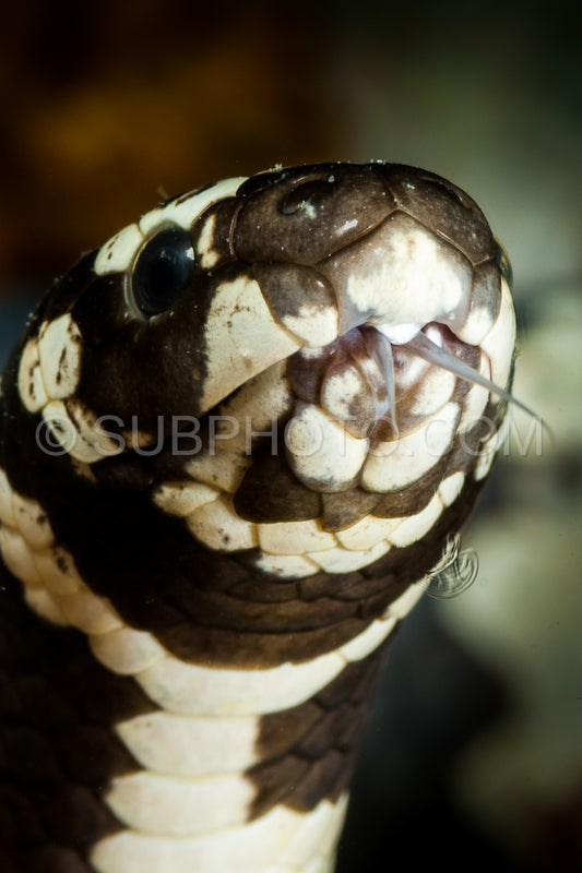 banded sea snake head close-up with tongue out