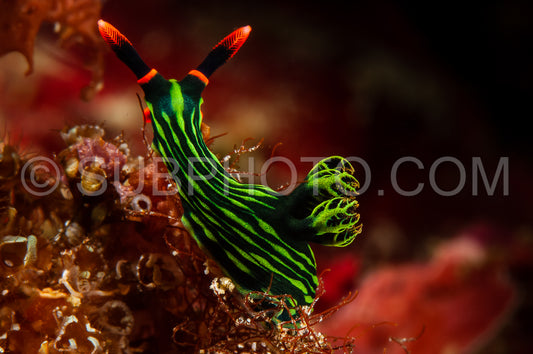 sea slug nudibranch on sand