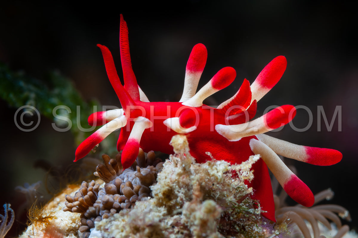 Photo de limace de mer nudibranche okenia nakamotoensis