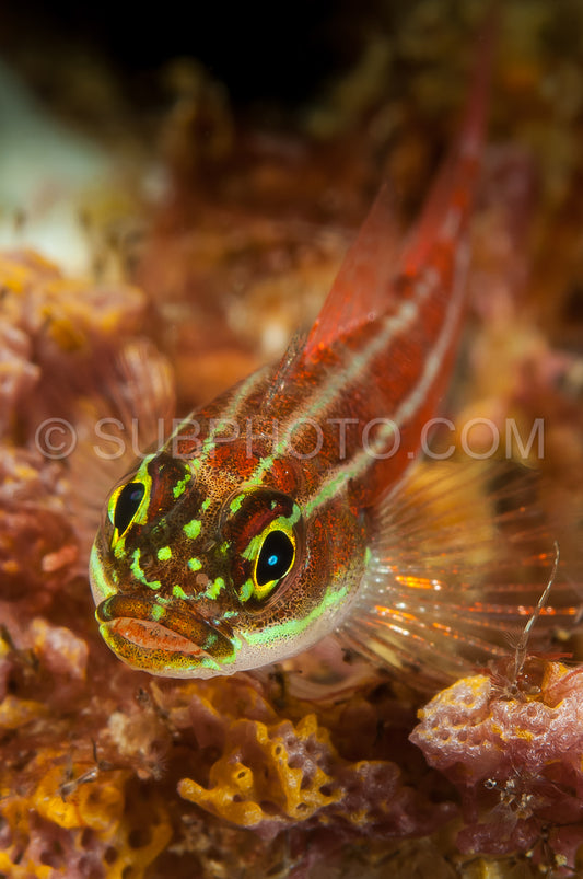 striped triplefin fish on coral
