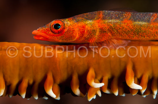 large whip goby on coral