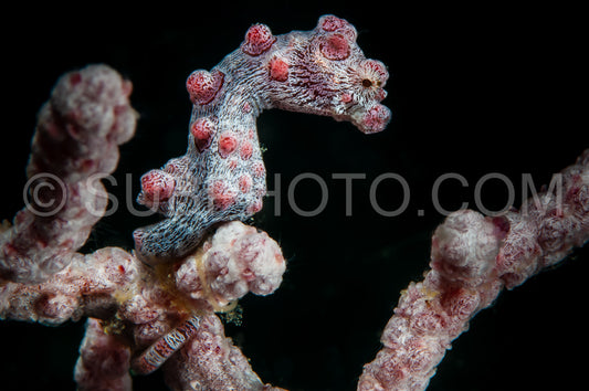 red pygmy seahorse on soft coral- barbiganti