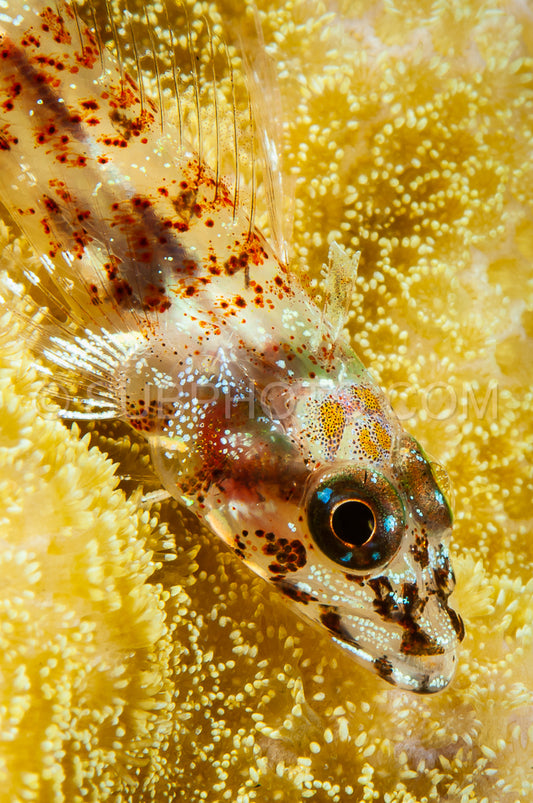 stonycoral ghostgoby fish