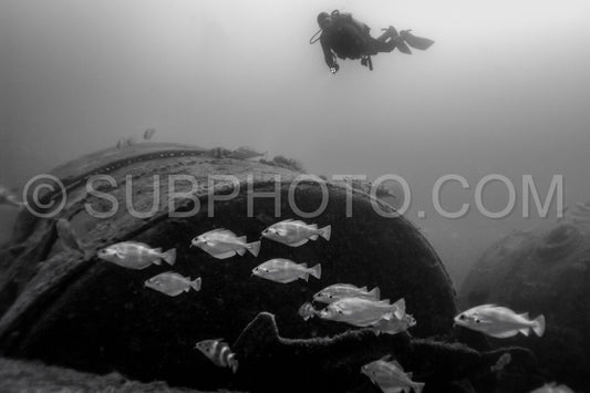 Diver in front of the Ville de Rochefort wreck in Brittany