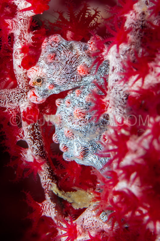 red pygmy seahorse on soft coral- barbiganti