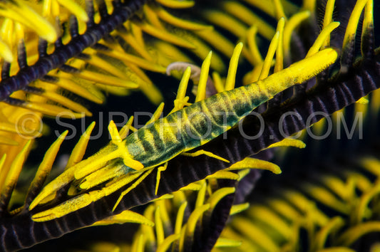 Photo de crevette crinoïde ambon noire et jaune