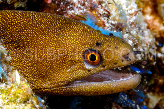 finespeckled moray on a reef