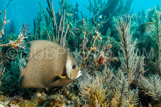 french angelfish on a reef