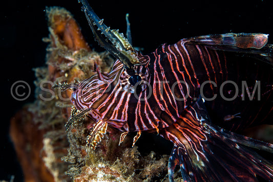 red lionfish