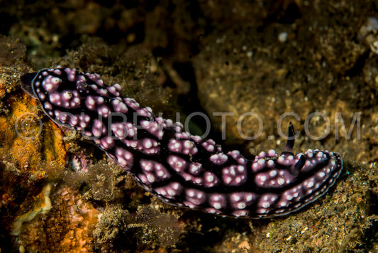 doris sea slug nudibranch