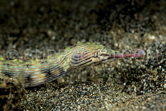 reeftop pipefish fish