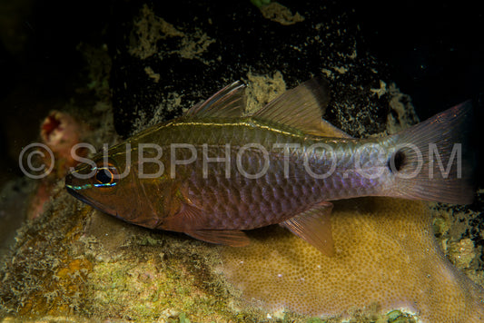 silverlined cardinalfish fish