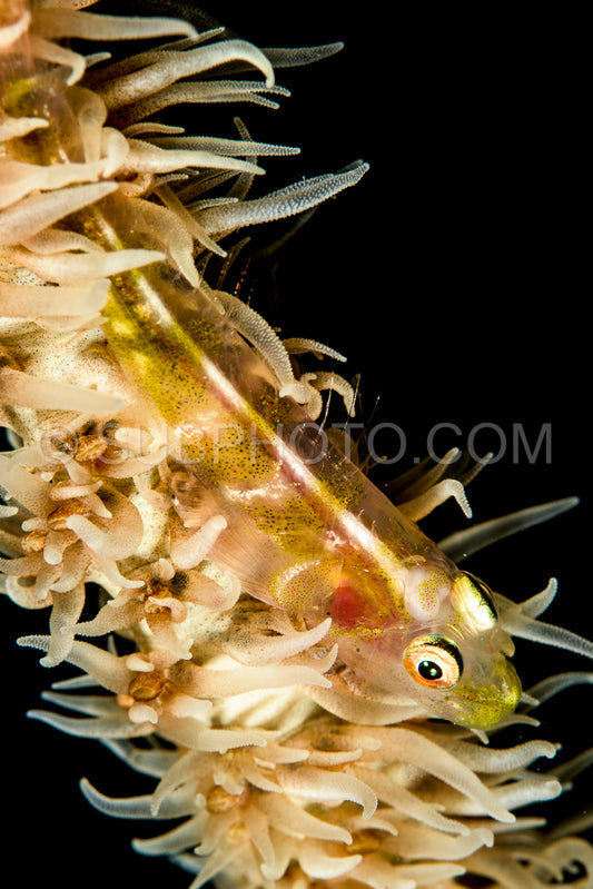 Wire coral goby on a black background