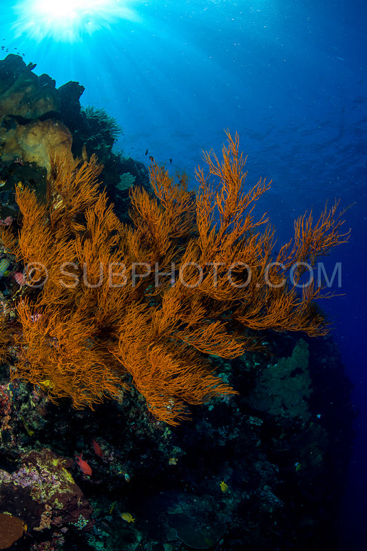 reef with soft and hard coral under the sun