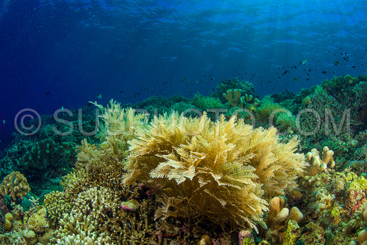 reef with soft and hard coral under the sun