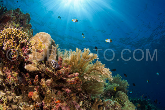 Photo de Récif corallien à Manado- Indonésie