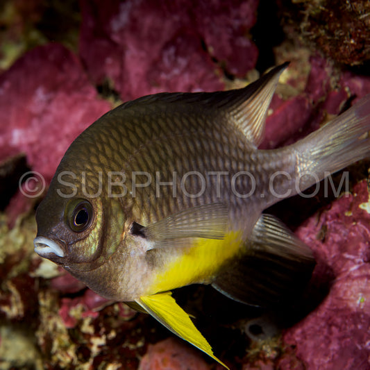 whitebelly damsel fish