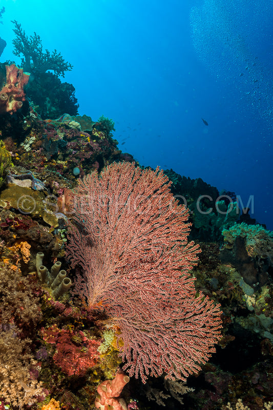 reef with soft and hard coral under the sun