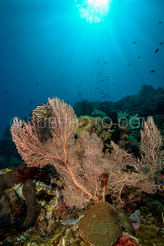 reef with soft and hard coral under the sun