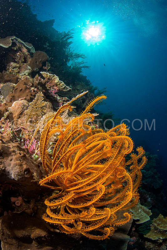 reef with soft and hard coral under the sun