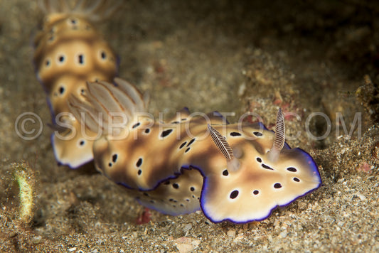 nudibranch sea slug