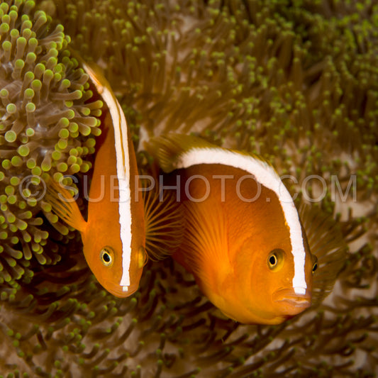 Photo de poisson anémone orange