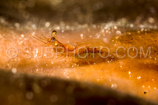 transluciant gorgonian shrimp