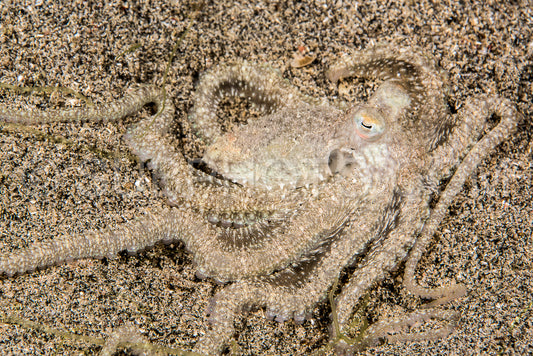 white-v octopus on sand
