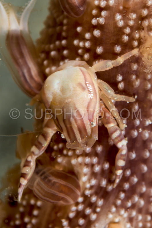 Photo de Le crabe de porcelaine de Haig