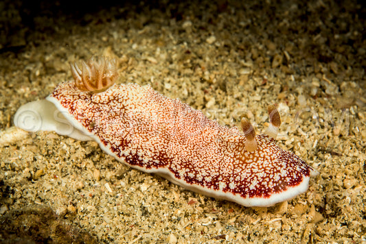 doris nudibranch sea slug
