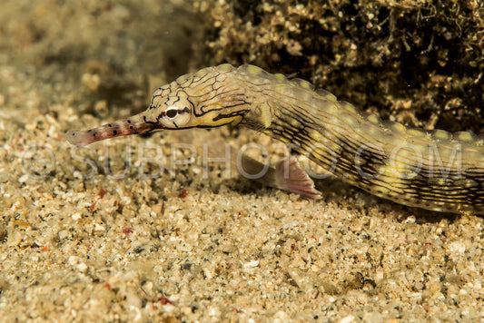reeftop pipefish fish